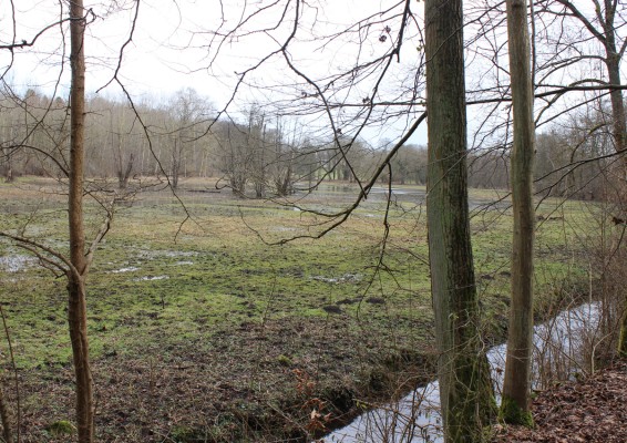 Omnibus | Borest, cogitations et plantations