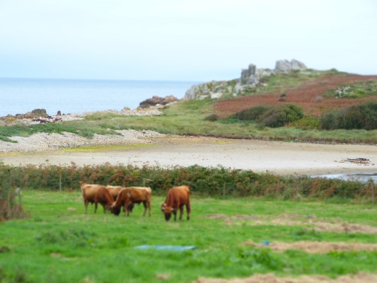 Omnibus | Cultiver sur l'île de Bréhat