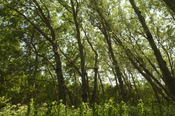 Omnibus | Délaissés de Belle-Île-en-Mer