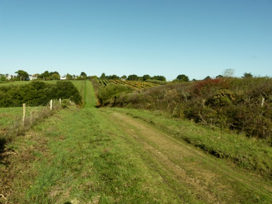 Omnibus | Locmaria, paysages viticoles à venir